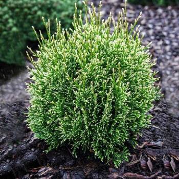 Туя западная ‘Miss Frosty’ (Thuja occidentalis ‘Miss Frosty’)